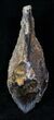 Unerupted Triceratops Tooth - Montana #13015-2